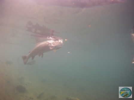 Fotos da pesca esportiva em Chaiten no Chile